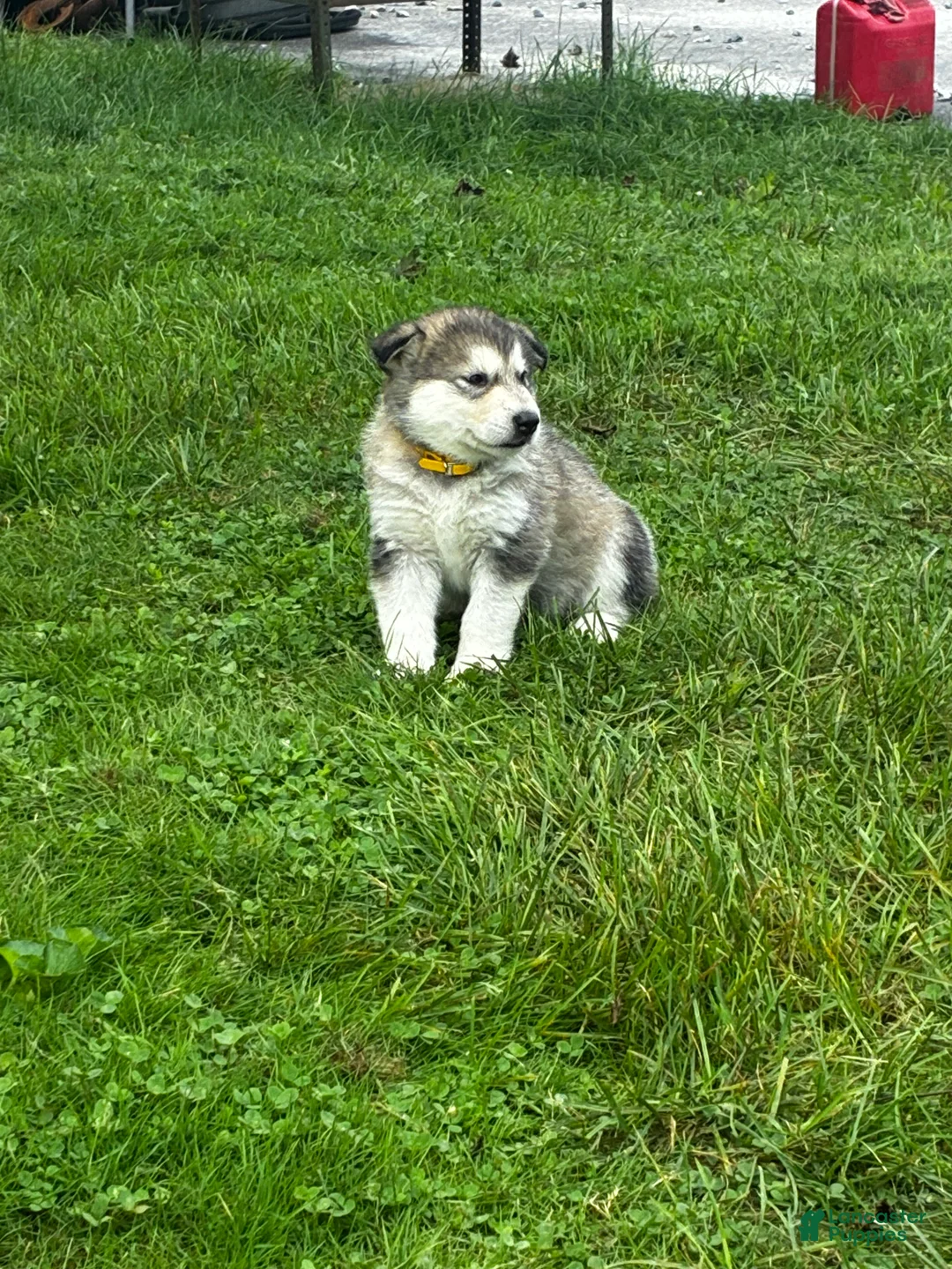 Alaskan Malamute dogs for sale: Olive 🫒  - Ad 2