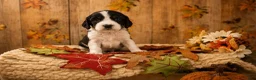 English Springer Spaniel dogs for sale: Elfie - Ad 4