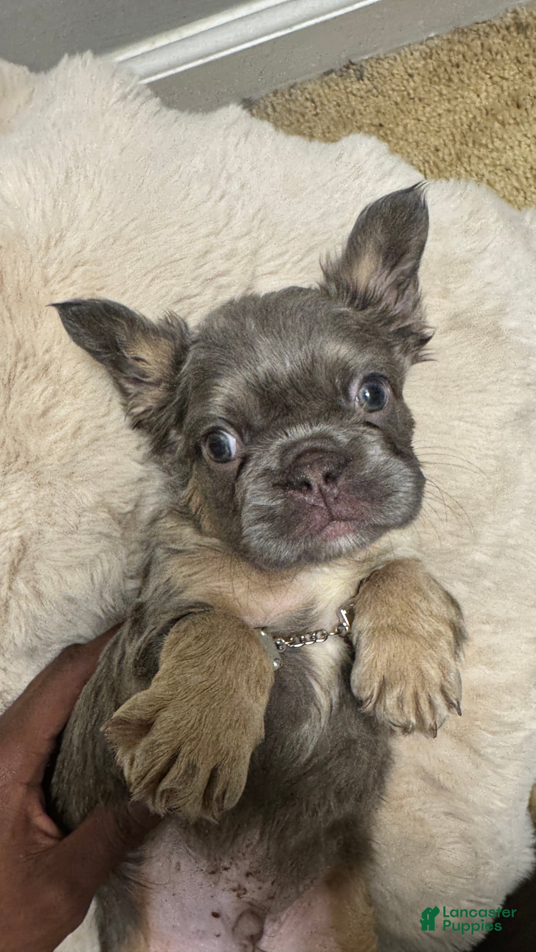 French Bulldog dogs for sale: Cole - Ad 6