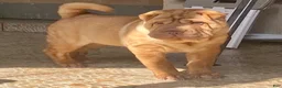 Shar Pei dogs for sale: Goose - Ad 28