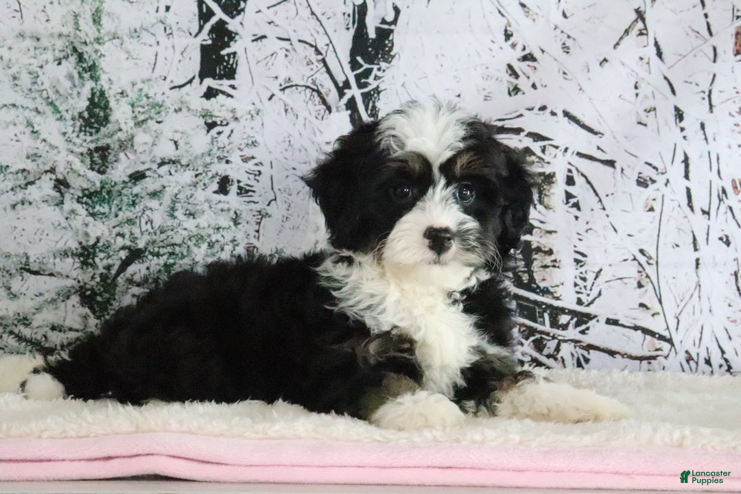 Mini Bernedoodle dogs for sale: Ruby - Ad 2