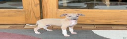 Italian Greyhound dogs for sale: Noah - Ad 3