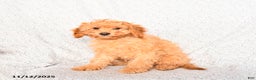 Cavapoo dogs for sale: Oakley - Ad 4