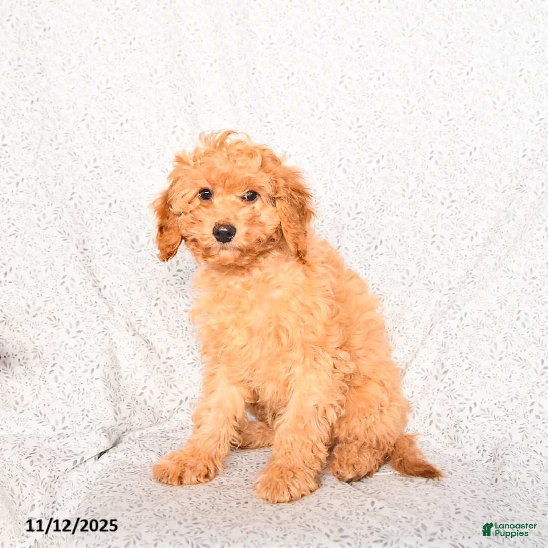 Cavapoo dogs for sale: Oakley - Ad 4