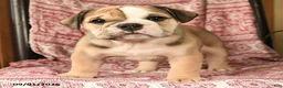 English Bulldog dogs for sale: Bonnie - Ad 4