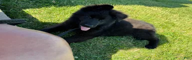 Bella 