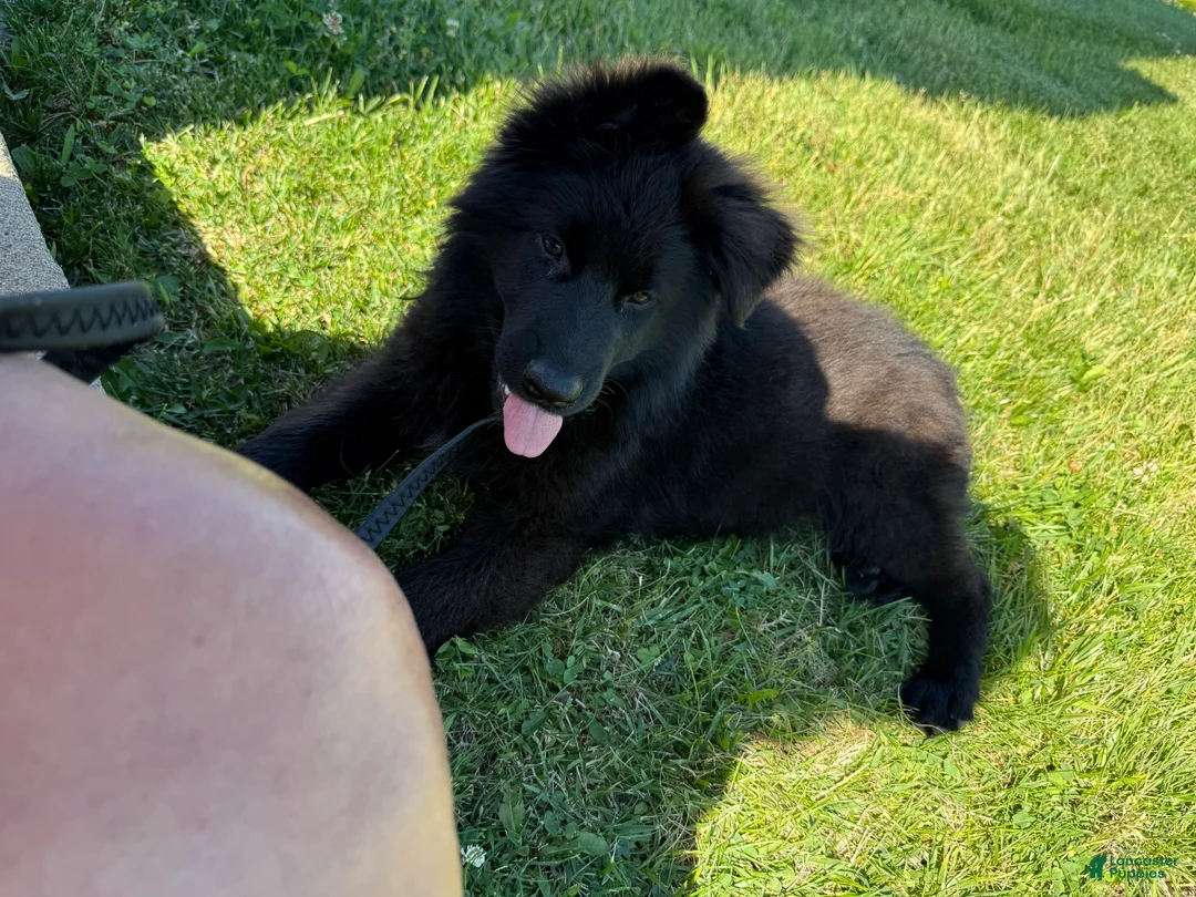 German Shepherd dogs for sale: Bella  - Ad 1