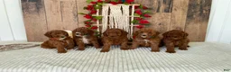 Mini Goldendoodle dogs for sale: Mr. Sunshine - Ad 3