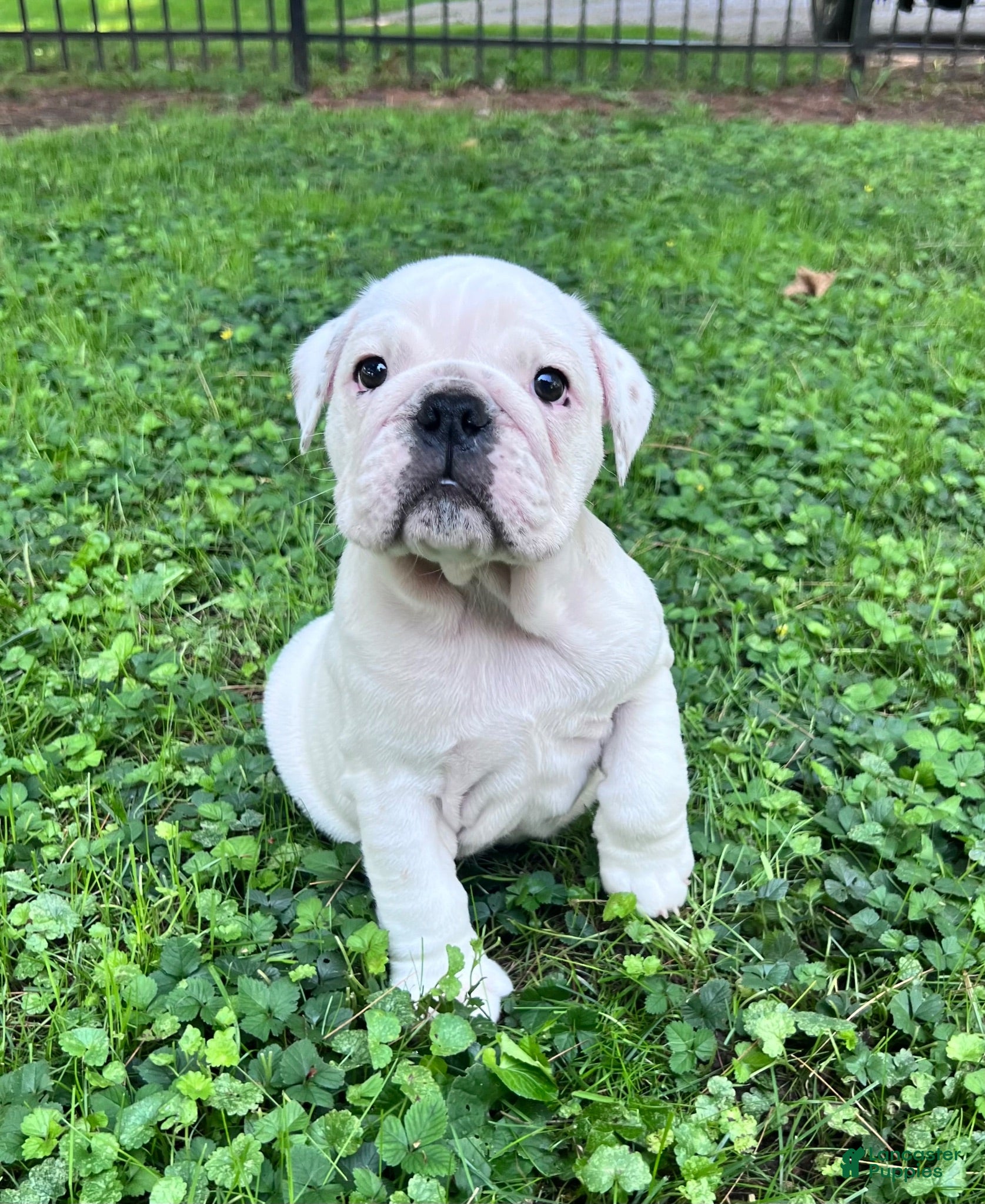 English Bulldog dogs Elsa - Ad 1