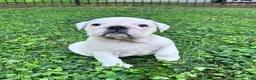 English Bulldog dogs for sale: Elsa - Ad 1