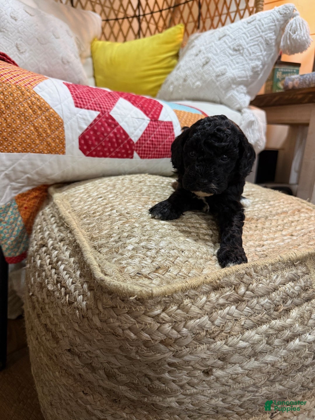 Cavapoo dogs for sale: Calvin - Ad 4