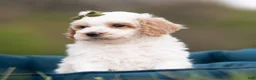 Maltipoo dogs for sale: Dash - Ad 2