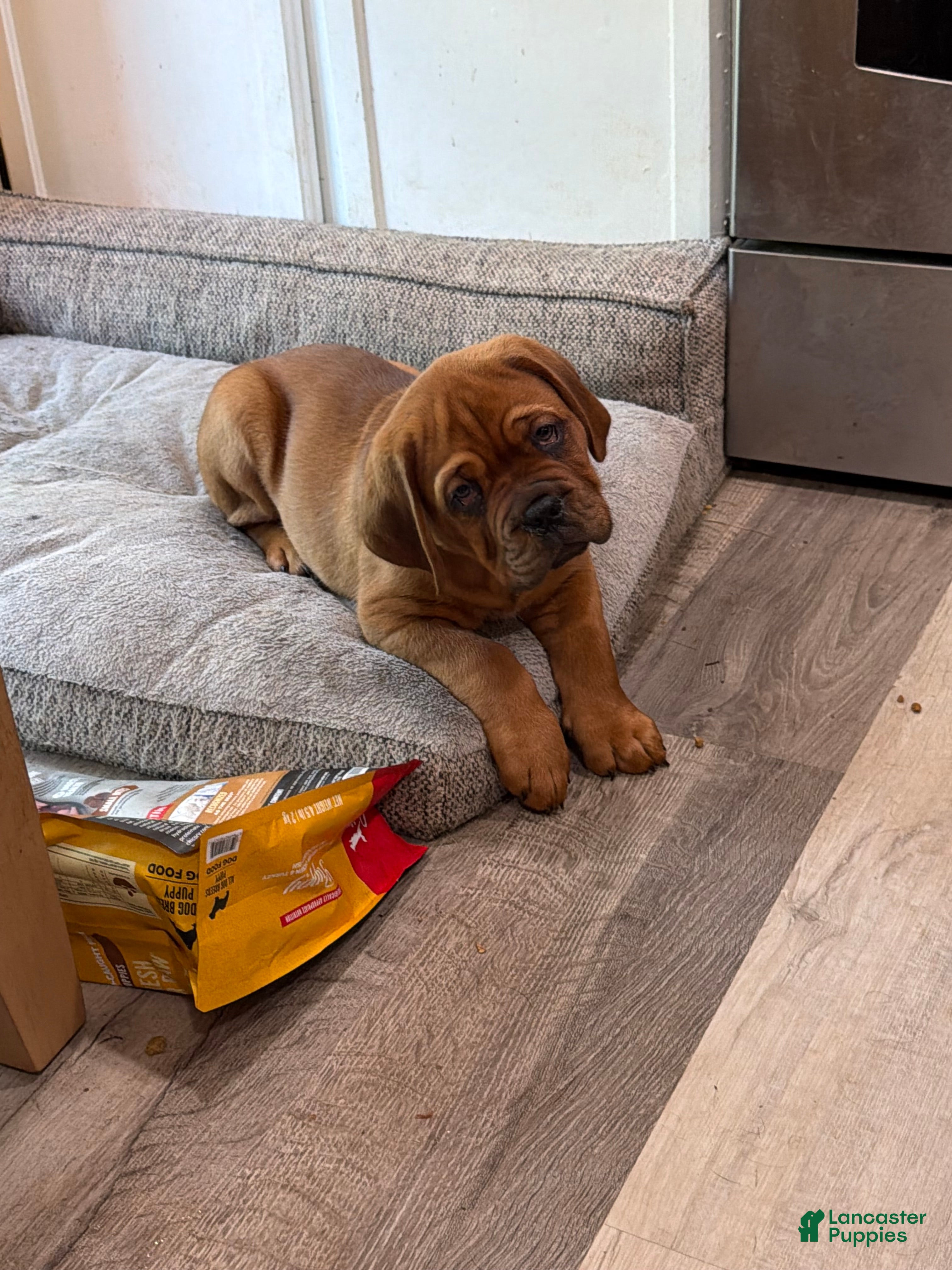 Dogue De Bordeaux dogs Dogue De Bordeaux 2 - Ad 1