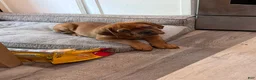 Dogue De Bordeaux dogs for sale: Dogue De Bordeaux 2 - Ad 1