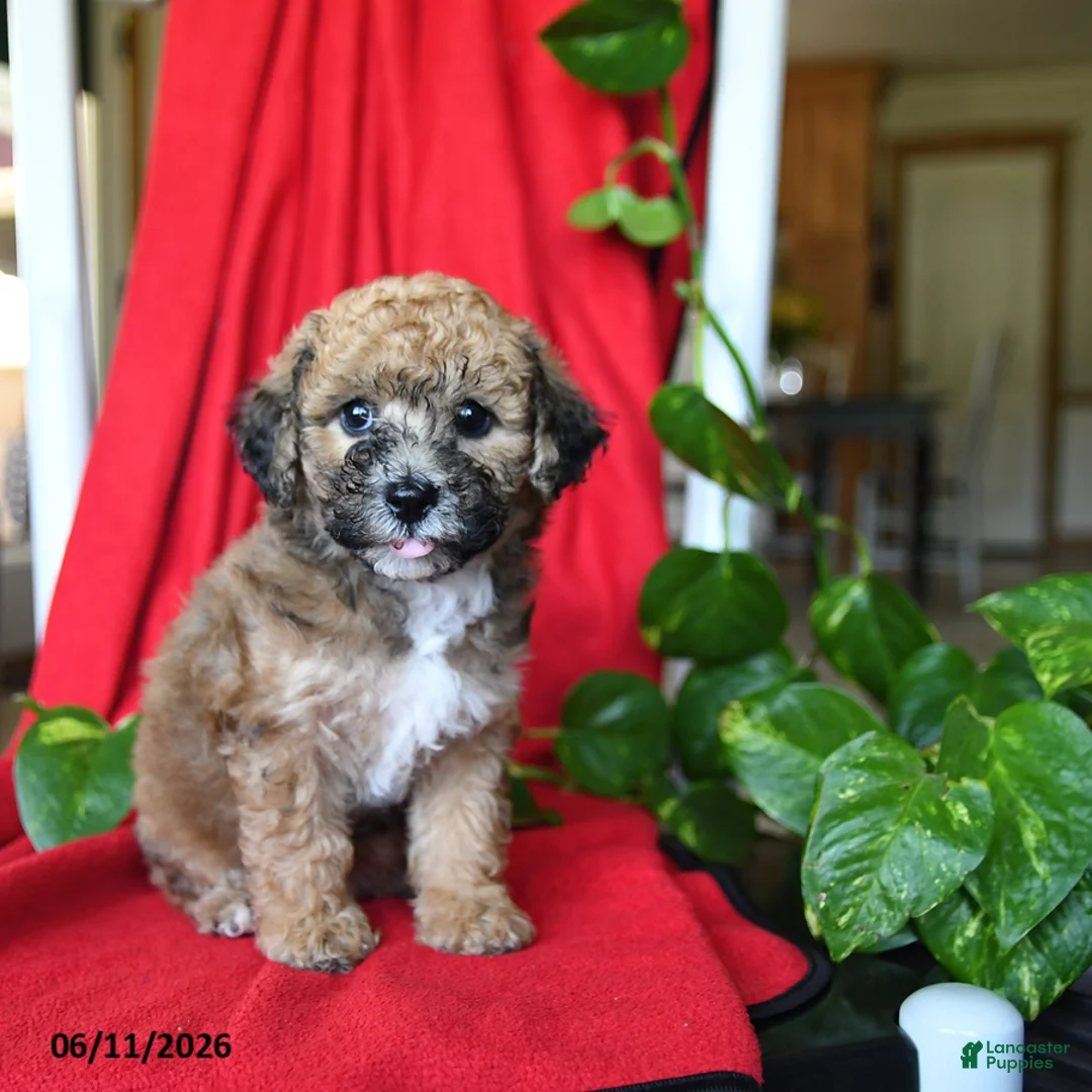 Bichpoo dogs for sale: Smores - Ad 5