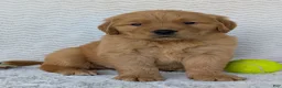 Golden Retriever dogs for sale: Hunter - Ad 9
