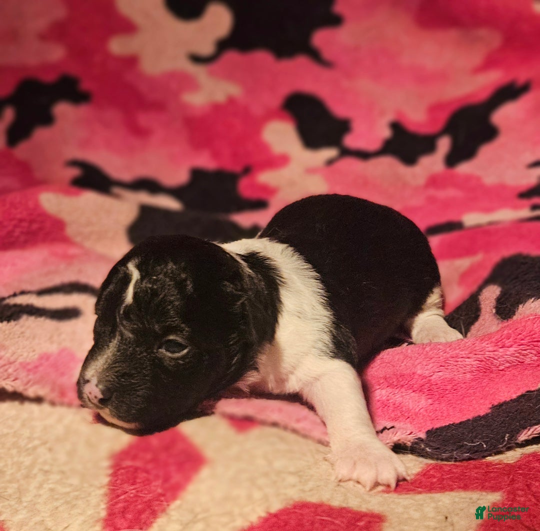 Chihuahua dogs for sale: Cindy - Ad 13