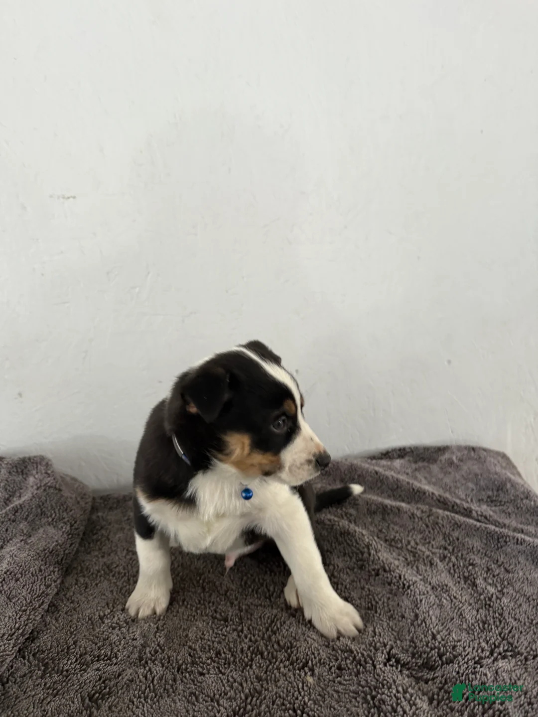 Mixed Breed dogs for sale: Buster - Ad 7