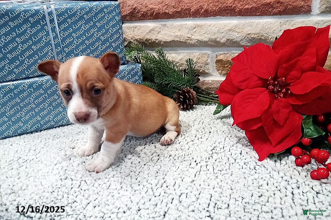 Jack Russell Terrier dogs for sale: Hope - Ad 2