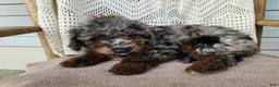 Mini Bernedoodle dogs for sale: Leasha - Ad 4