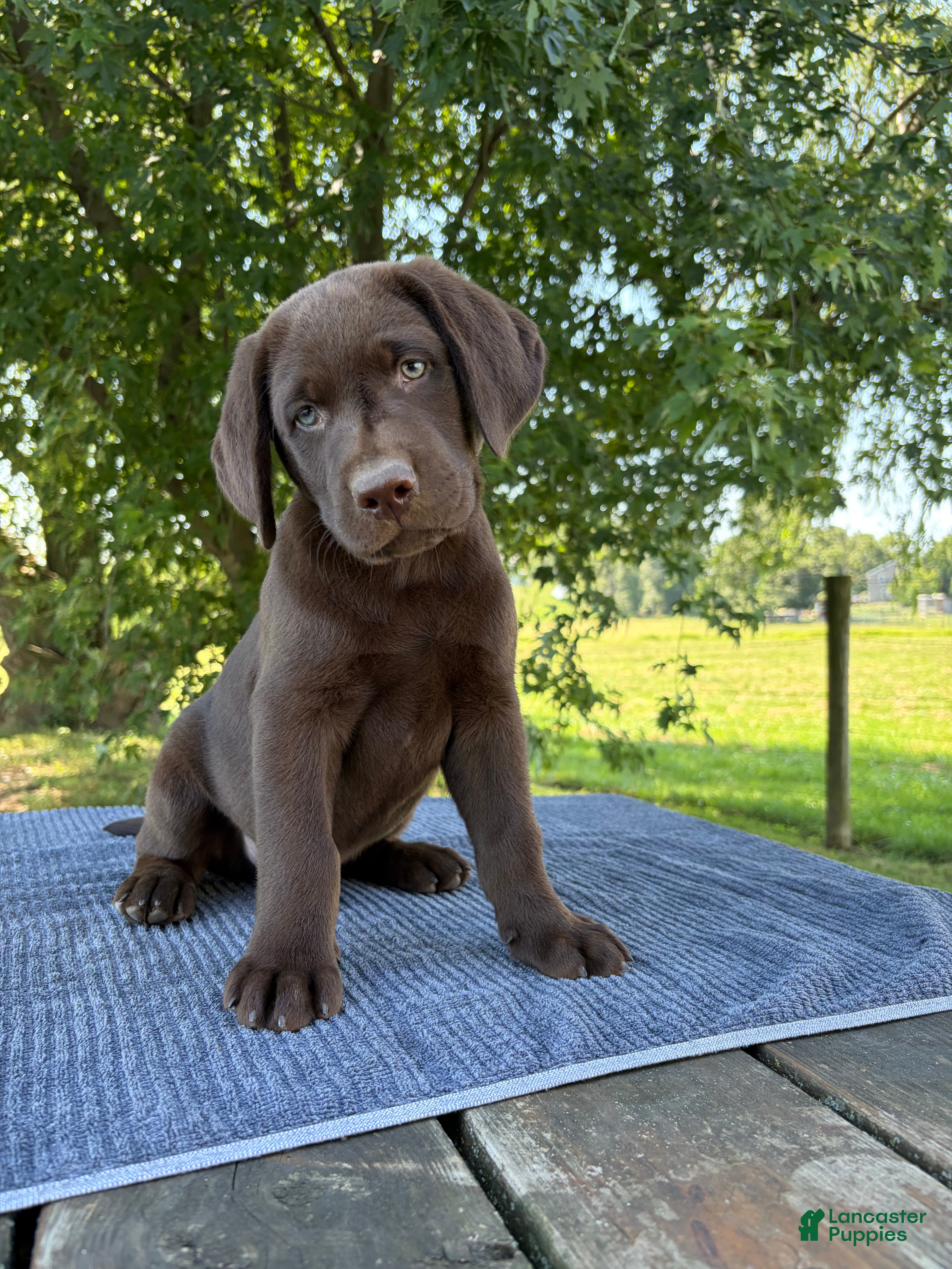 Labrador Retriever dogs Max - Ad 2