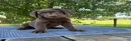 Labrador Retriever dogs for sale: Max - Ad 2