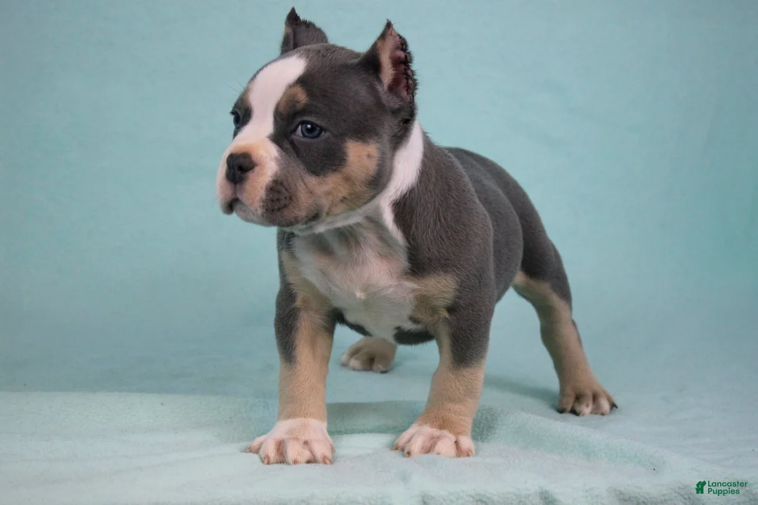 American Bully dogs for sale: Blue Tri Female - Ad 3