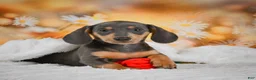 Miniature Dachshund dogs for sale: Dinah - Ad 13
