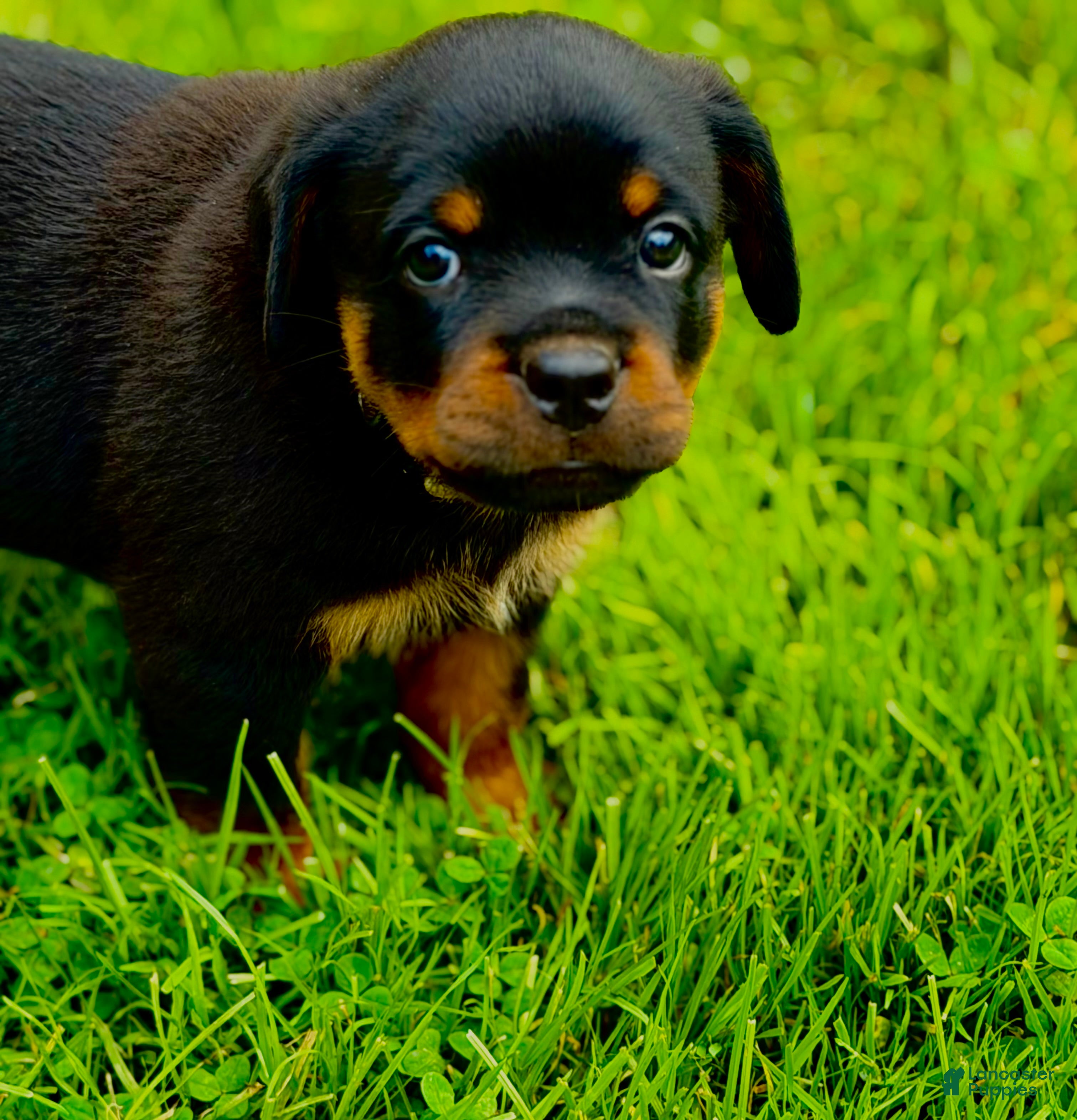 Rottweiler dogs Rottweiler 1 - Ad 1