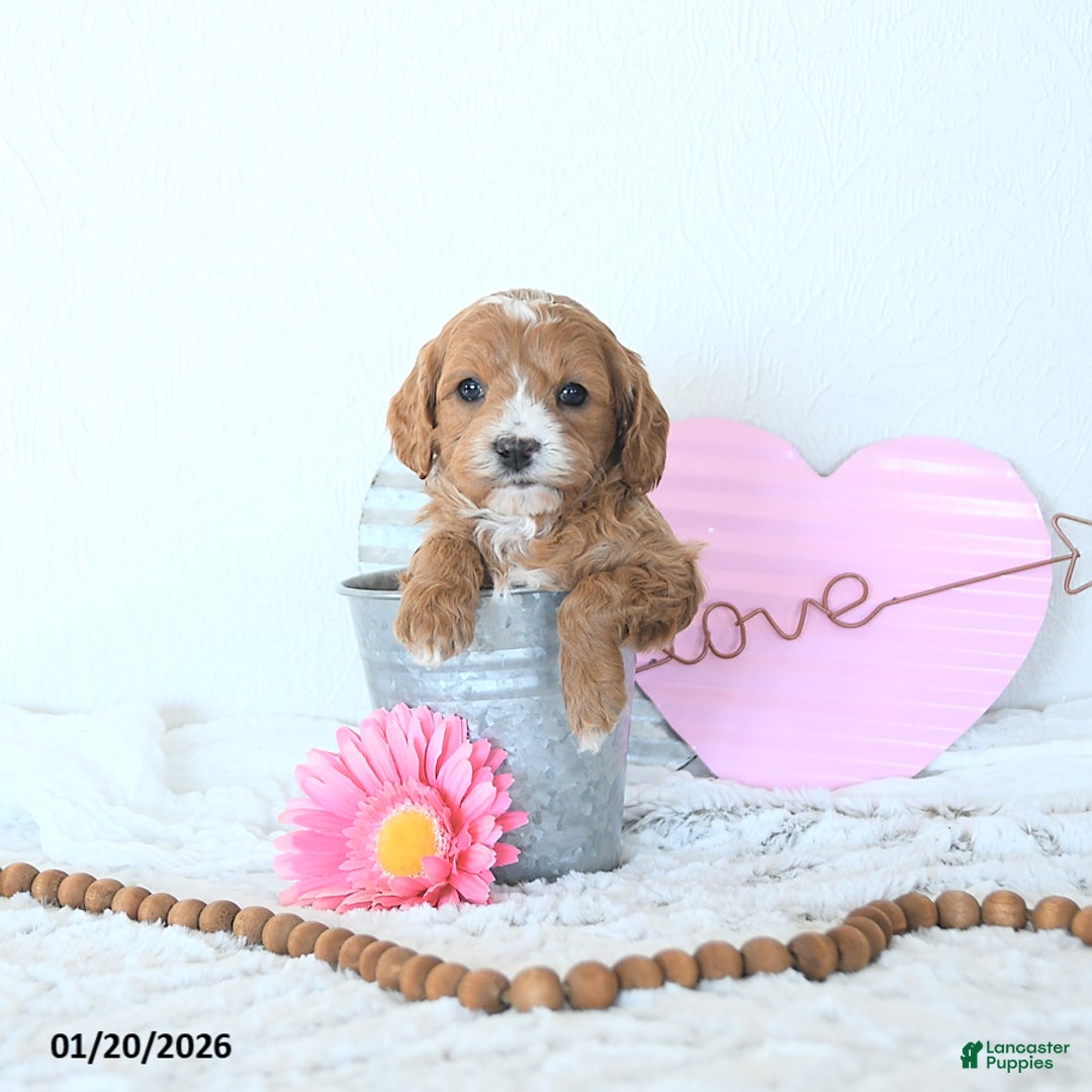 Mini Goldendoodle dogs for sale: Leo - Ad 2