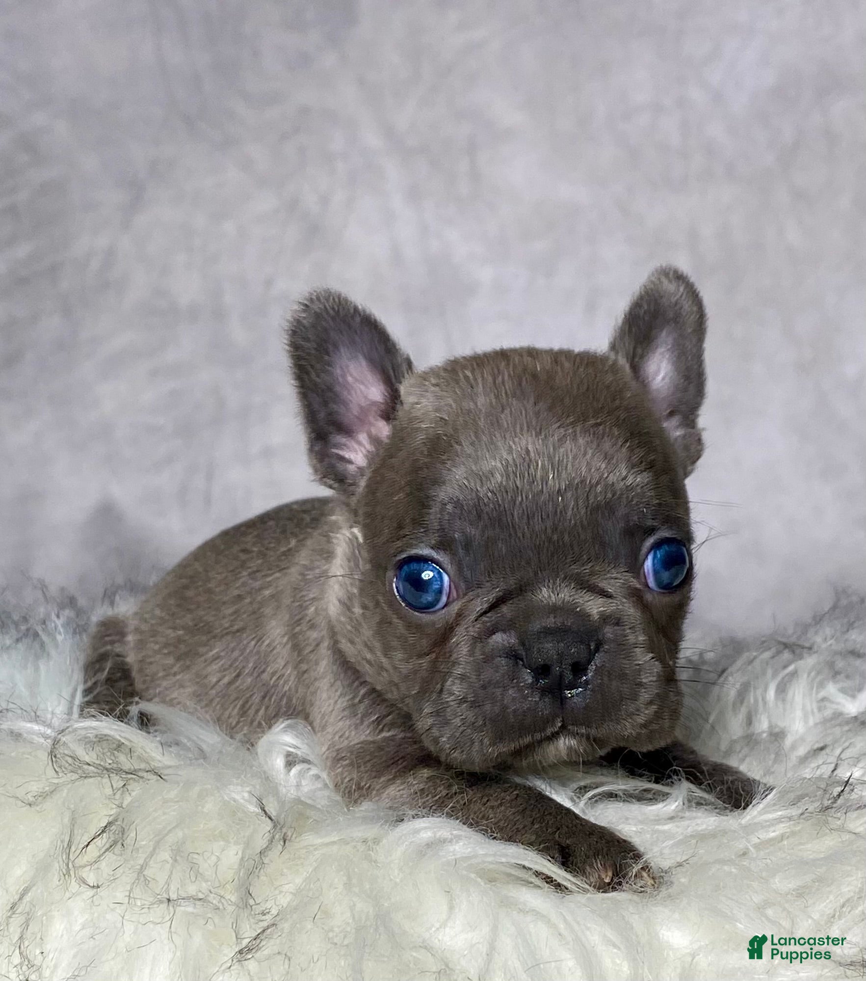 Frenchton dogs Miss Annie  - Ad 2