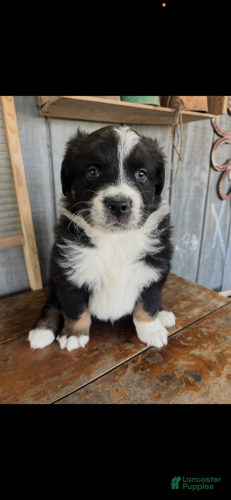 Australian Shepherd dogs Australian Shepherd Puppy 1 - Ad 33