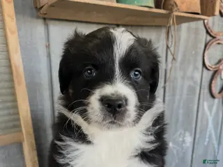 Australian Shepherd dogs Australian Shepherd Puppy 1 - Ad 33