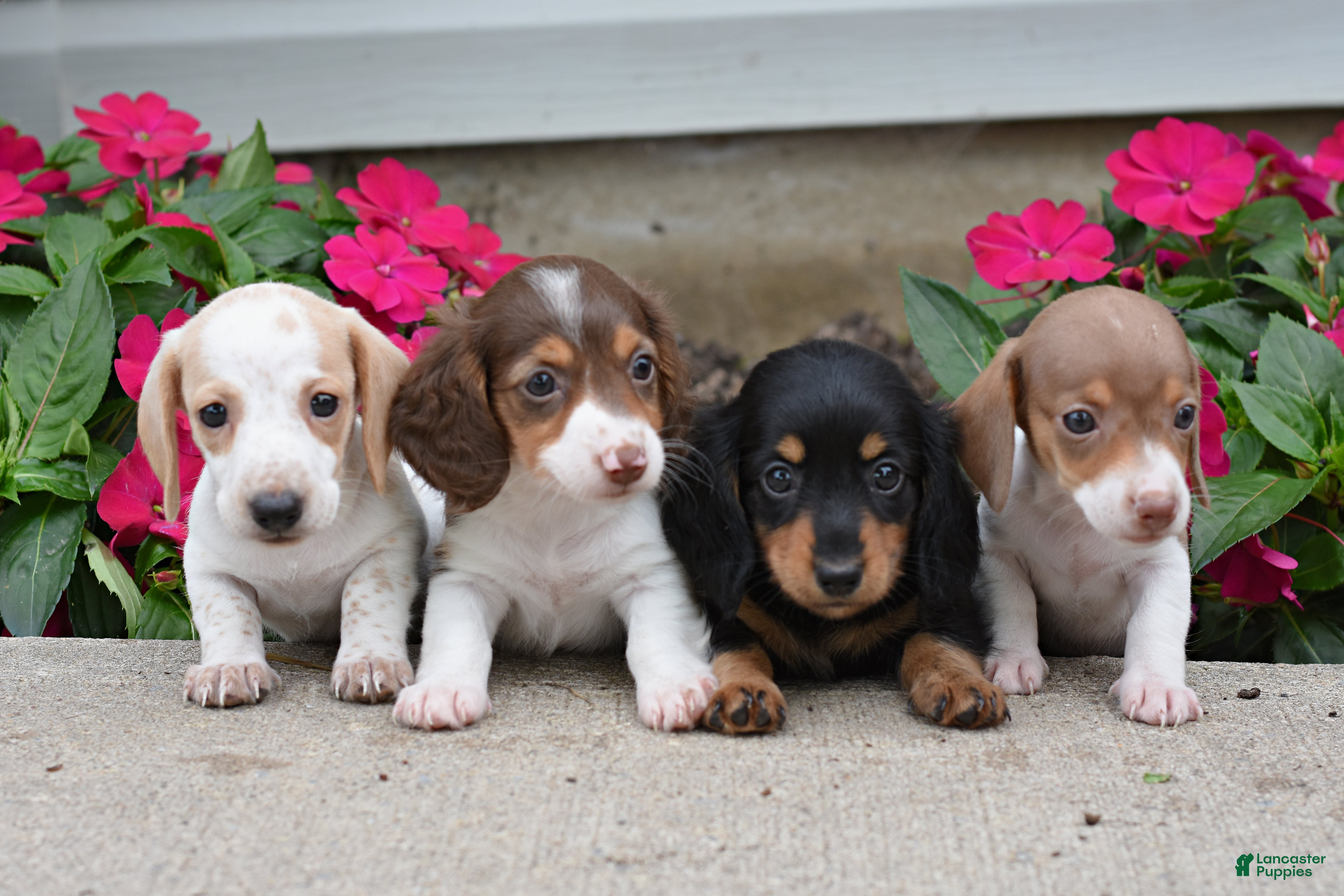 Miniature Dachshund dogs Buddy - Ad 2