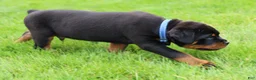 Rottweiler dogs for sale: Knox - Ad 3