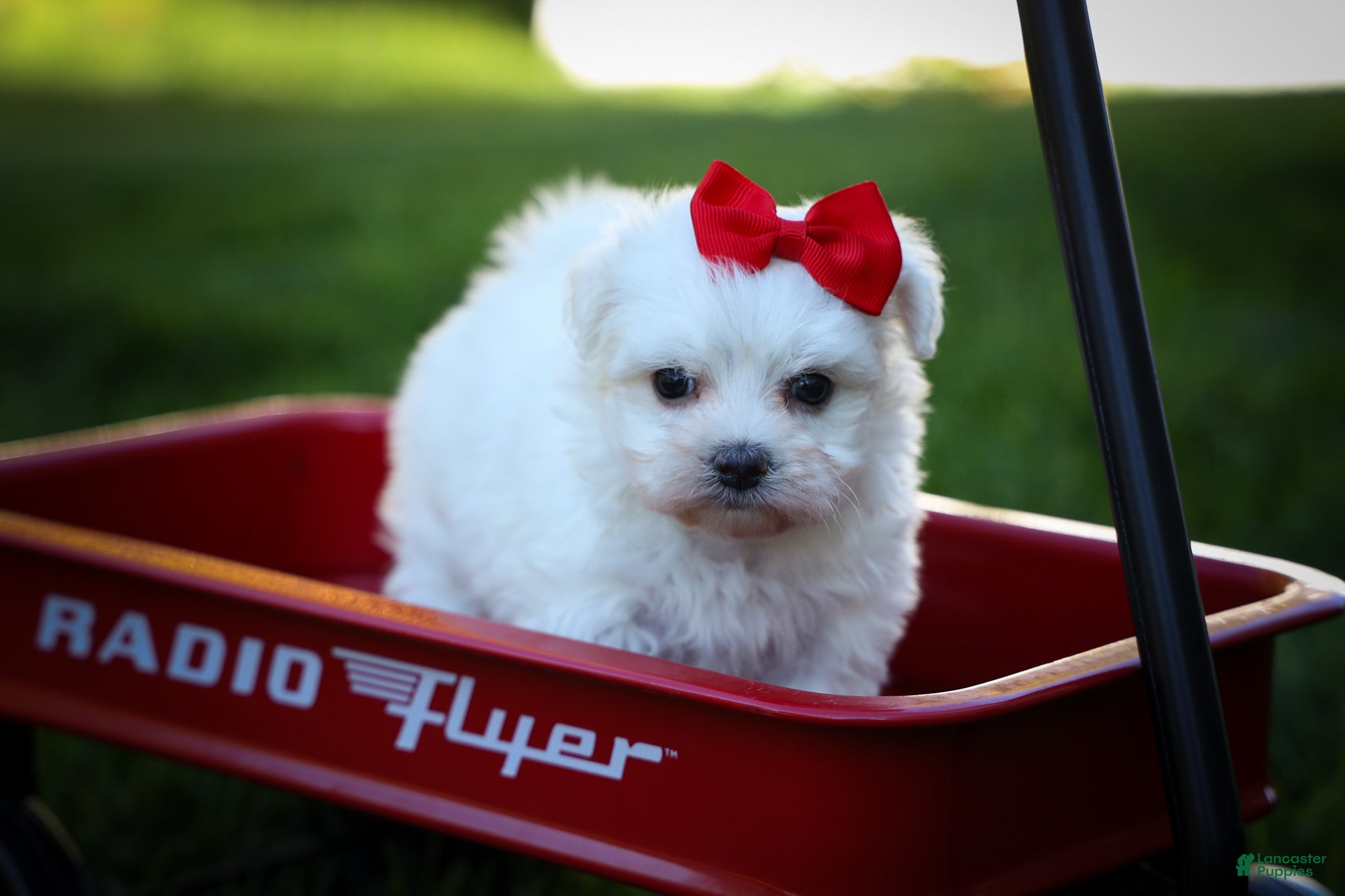Maltese dogs Mirella🎀 - Ad 1