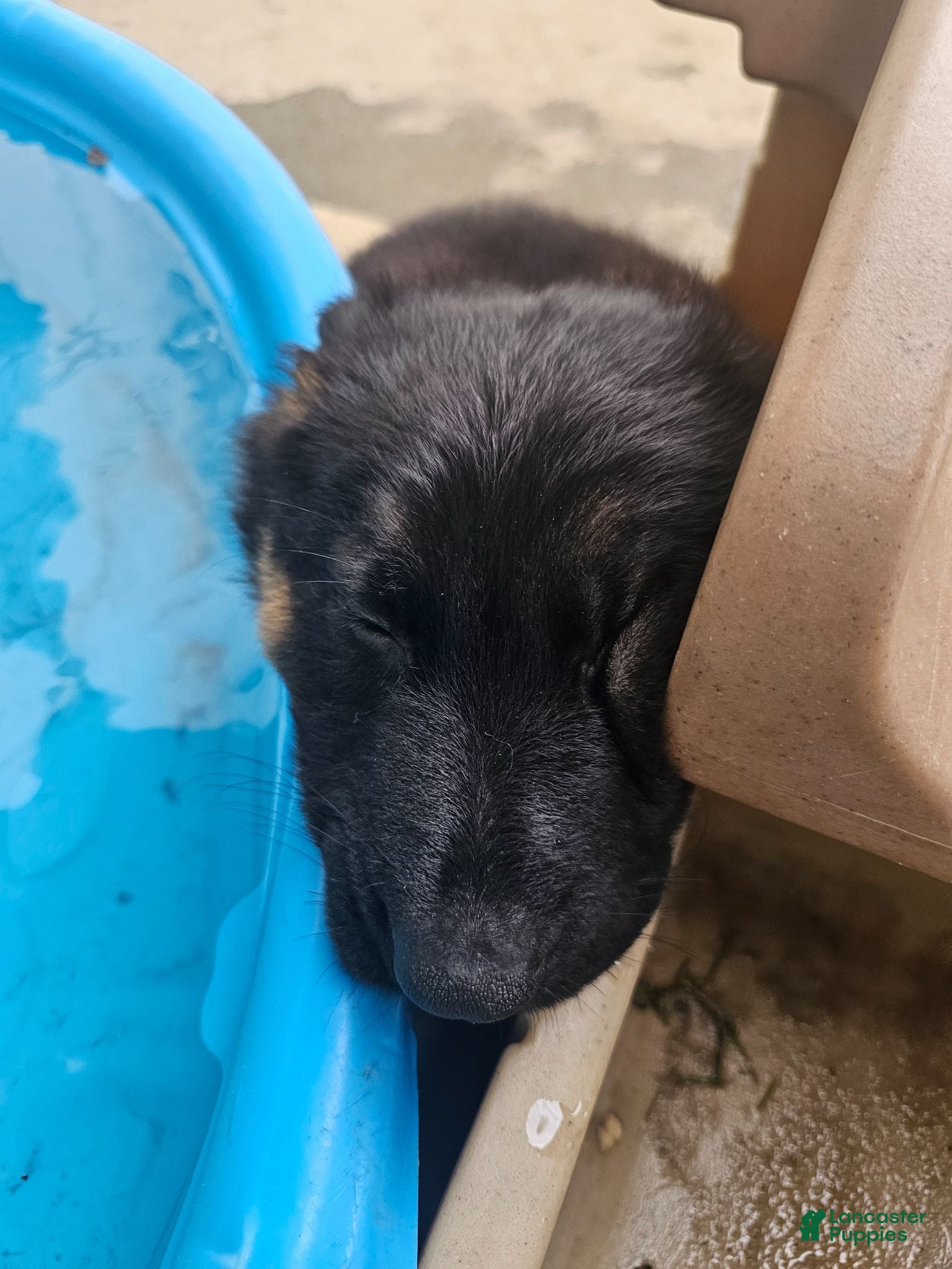 German Shepherd dogs German Shepherd  puppys  - Ad 2