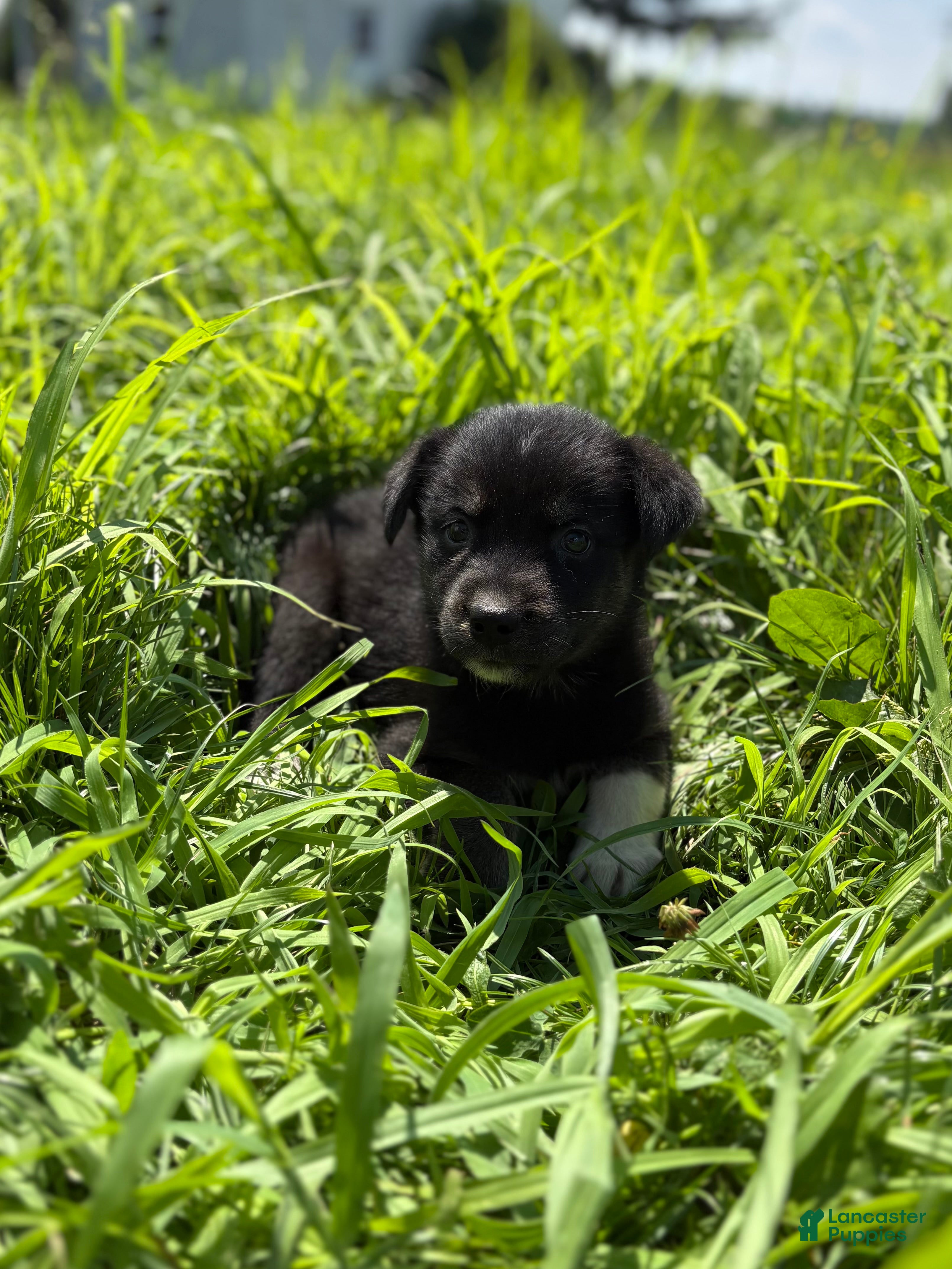 Goberian dogs Josie - Ad 7
