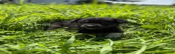 Goberian dogs for sale: Josie - Ad 1