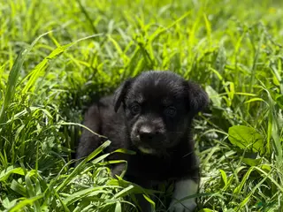 Goberian dogs Josie - Ad 7