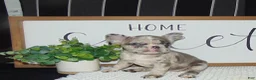 French Bulldog dogs for sale: Twinkle - Ad 6