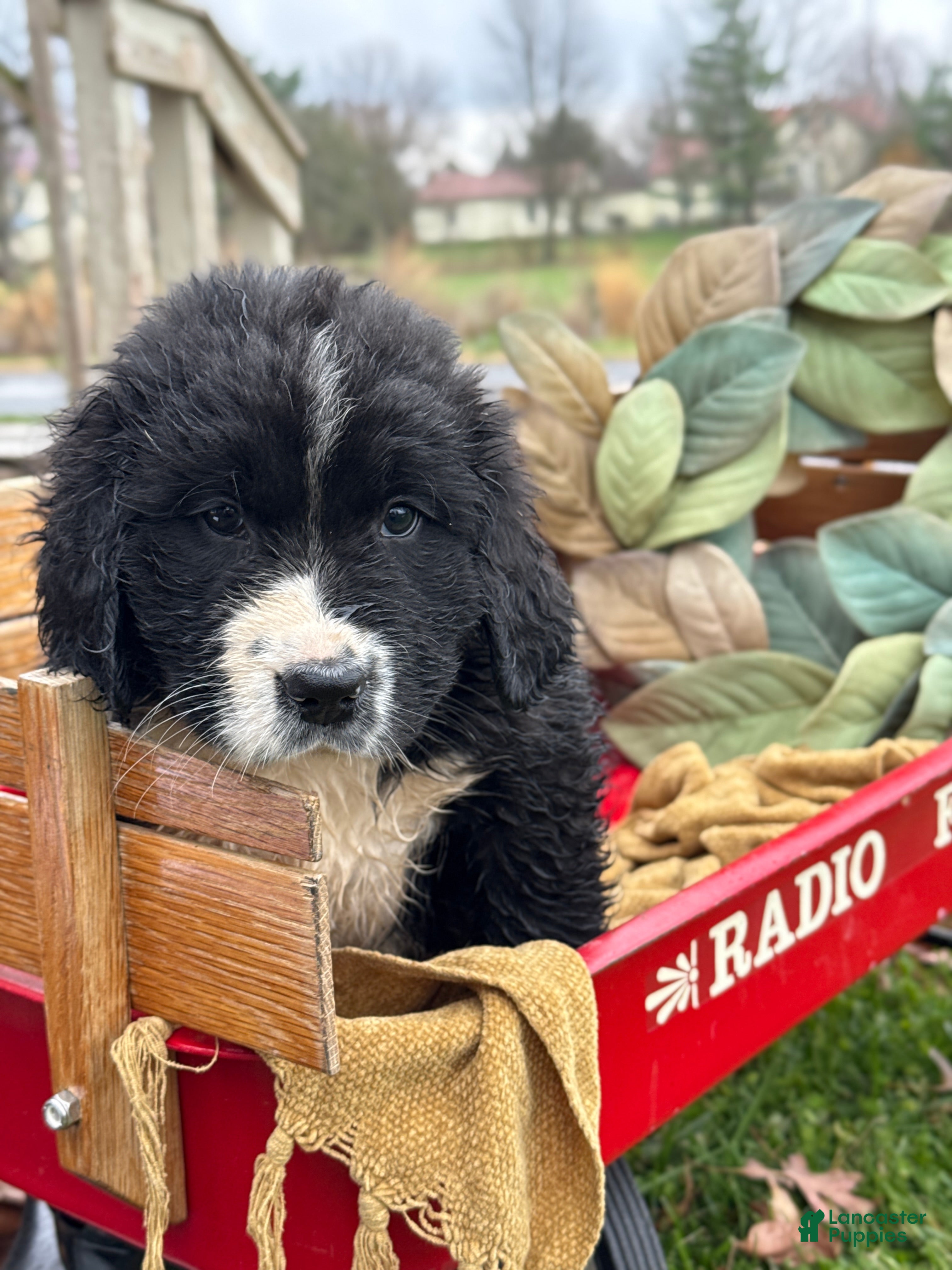 Mixed Breed dogs Watson - Ad 24