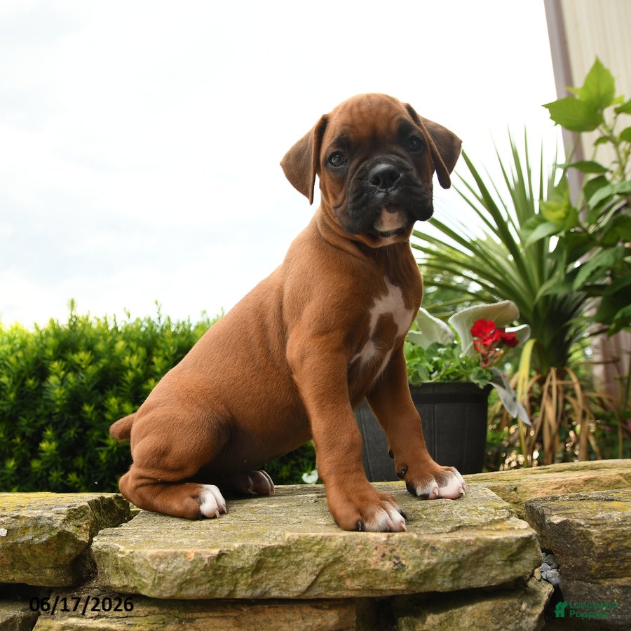 Boxer dogs Thomas - Ad 1