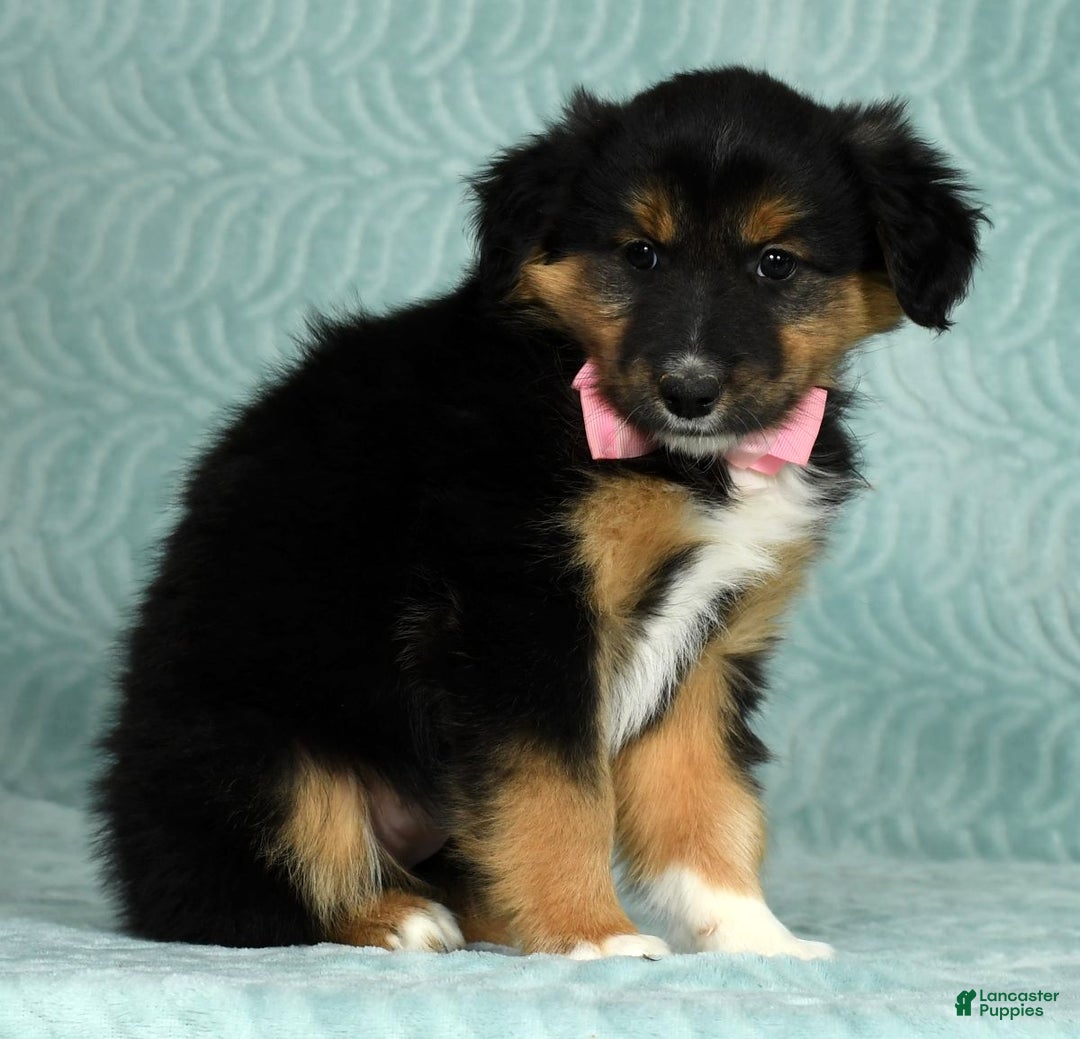 Australian Shepherd dogs for sale: Nellie - Ad 5