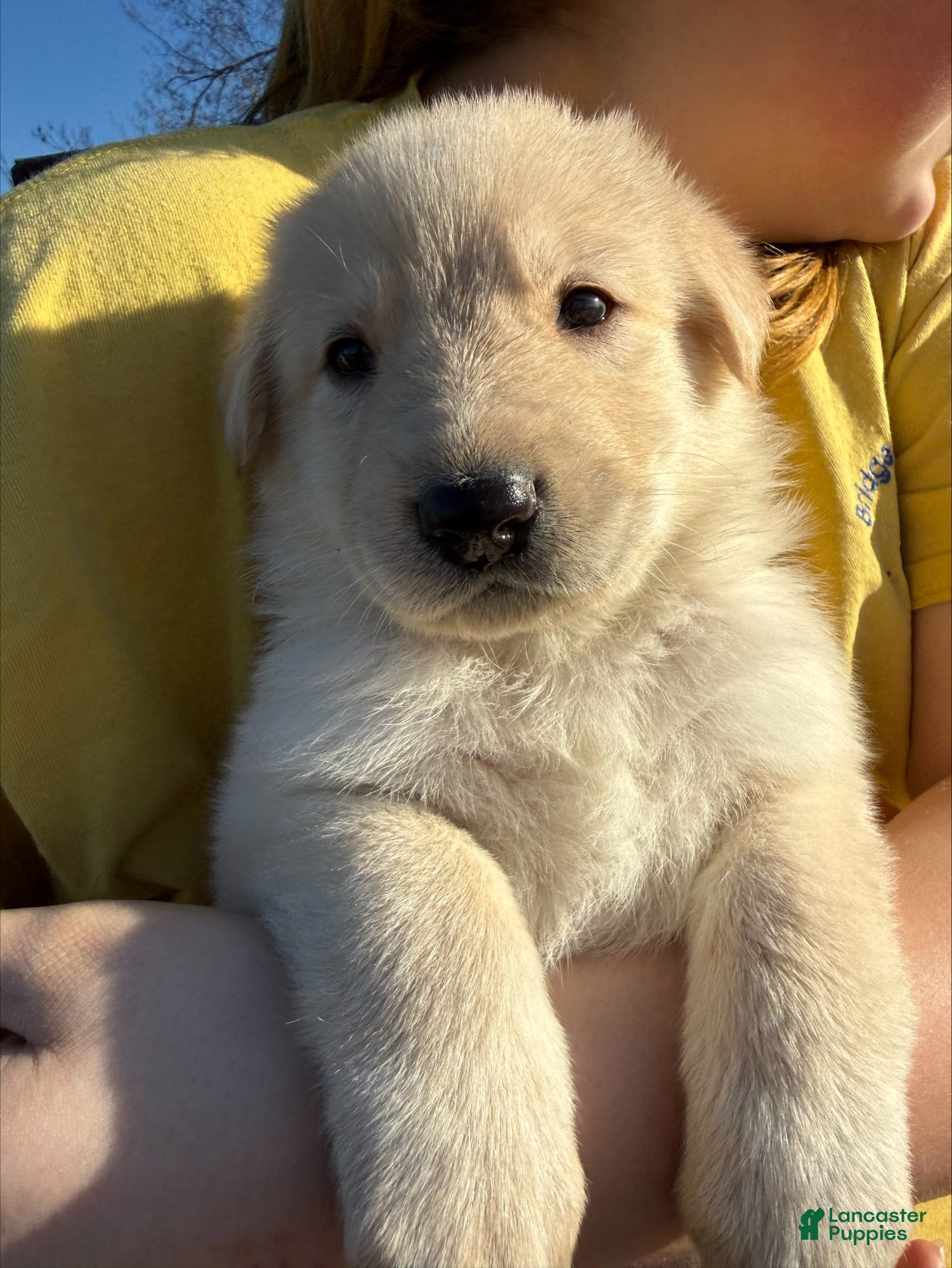 Sheprador dogs JellyBean - Ad 3