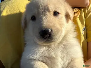 Sheprador dogs JellyBean - Ad 2