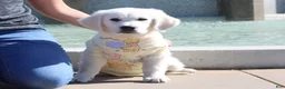 Golden Retriever dogs for sale: Chester - Ad 4