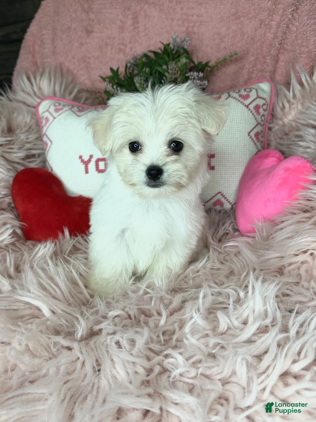 Maltese dogs for sale: Tinkerbell - Ad 3