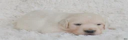 Golden Retriever dogs for sale: Bianca - Ad 1