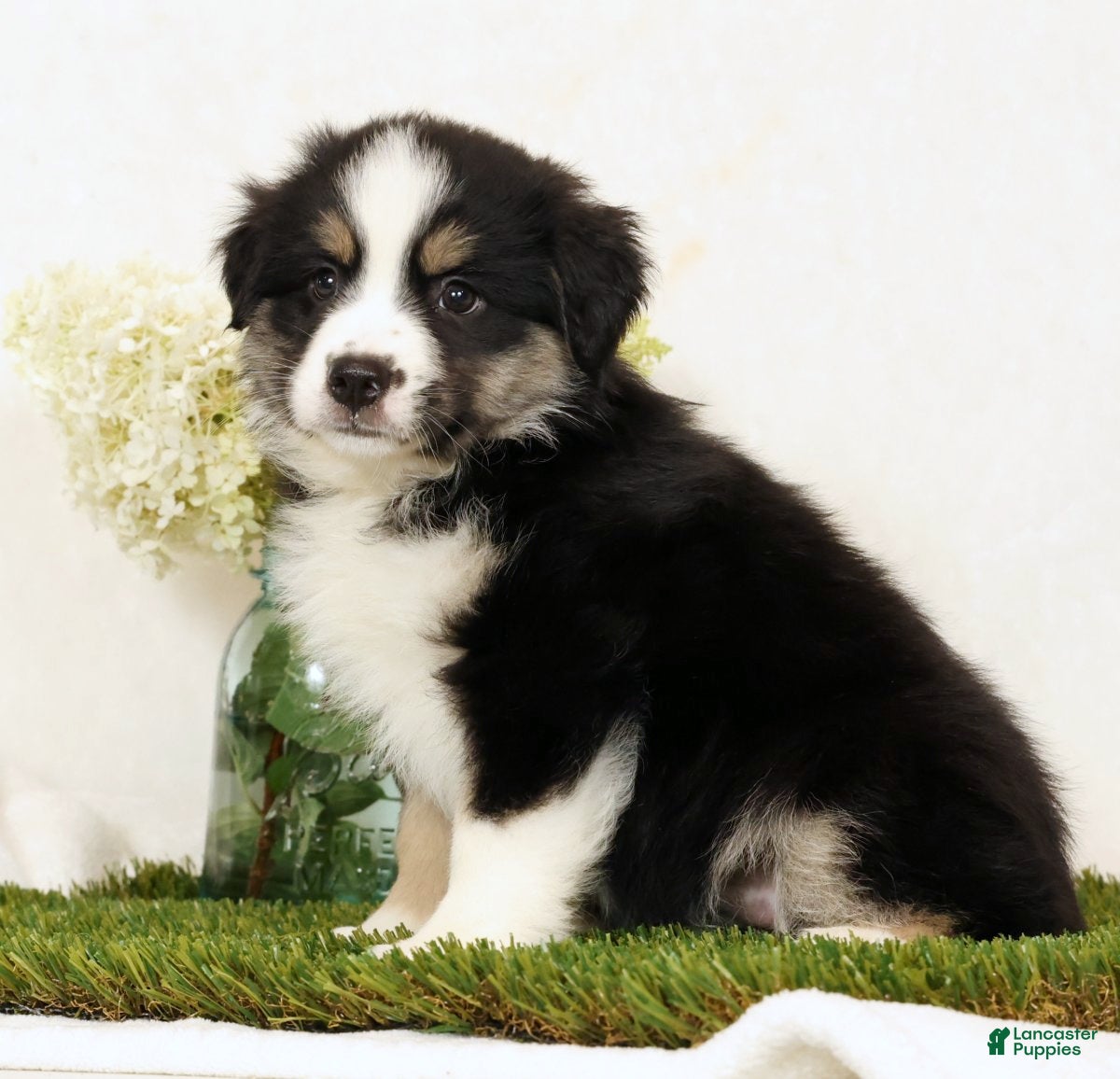 Miniature Australian Shepherd dogs Lucy - Ad 2